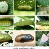 polyommatus icarus fominae stages